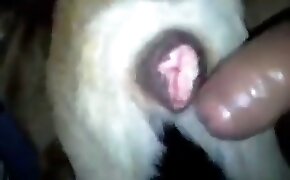 Comendo novinha de quatro metendo o pauzo no cu - guy fucks animal, zoophilia fuck porn